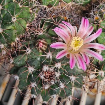 Mammillaria johnstonii v. guaymasensis